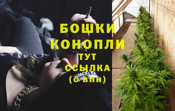 сатива Бородино